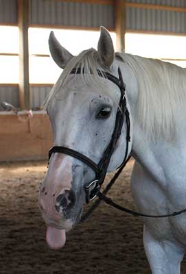 Stillbrook Riding Stables Summer Day Camp Swim