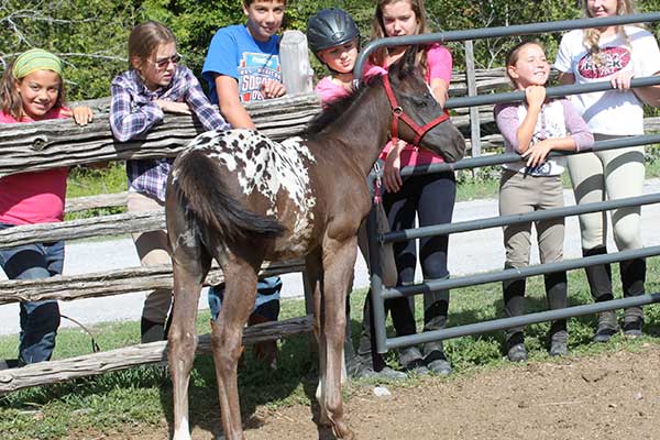 Come out and 'horse around' with us at Stillbrook Riding Stables